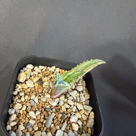 アガベ　チタノタ　白鯨錦　⑧