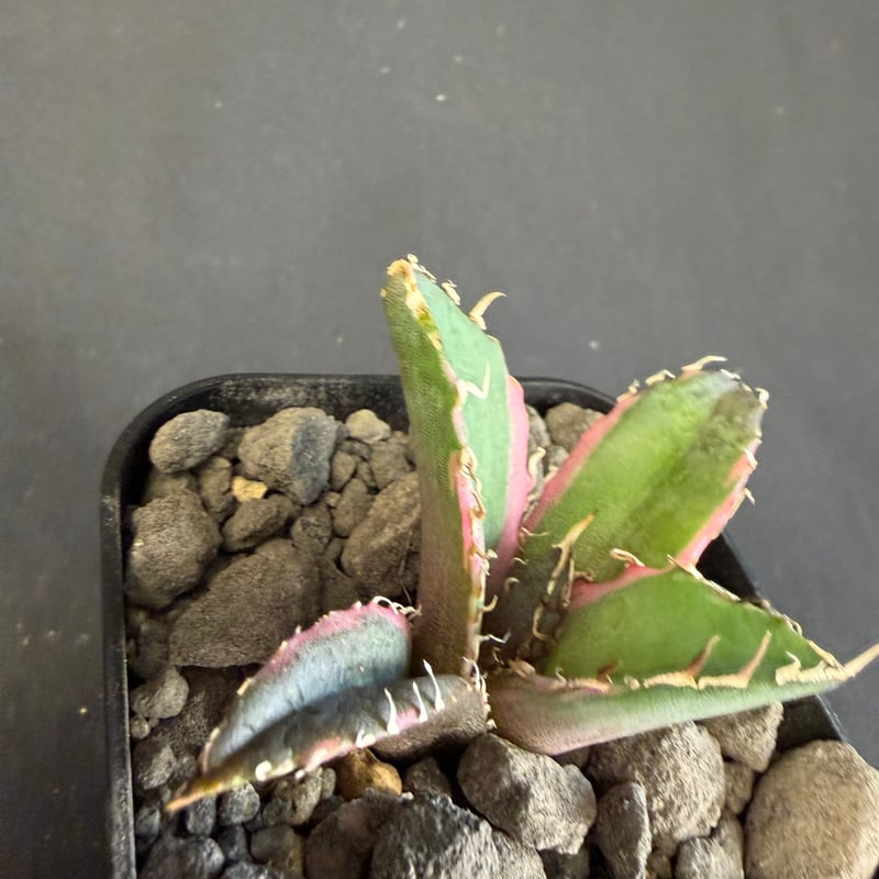アガベ チタノタ 白鯨錦 ⅳ | HANDS PLANTS