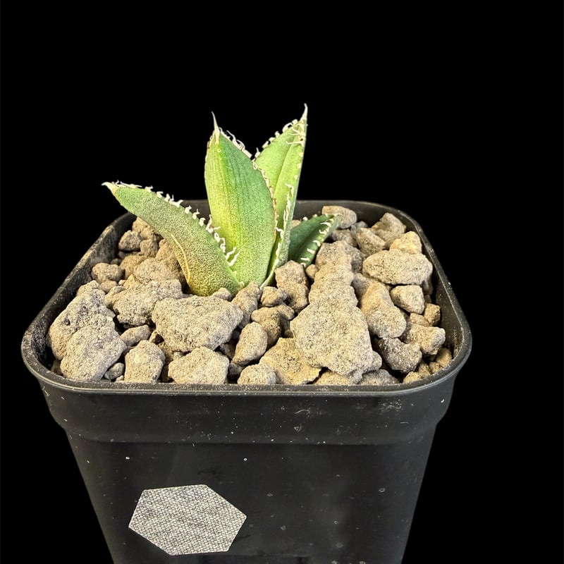 アガベ チタノタ 鰐亀（ワニガメ）子株 ⅲ | HANDS PLANTS