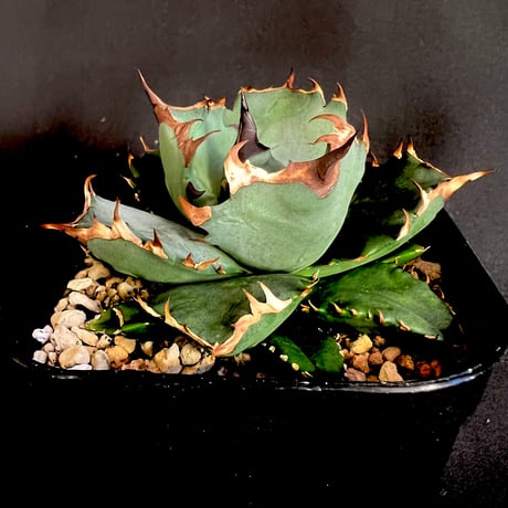 アガベチタノタ姫厳竜 | STORES