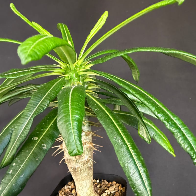 パキポディウム・アンボンゲンセ実生 k88 | HANDS PLANTS