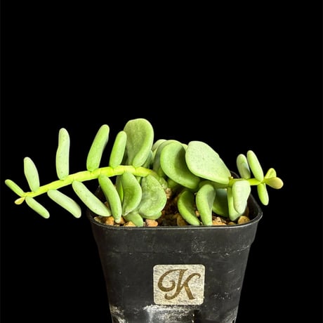 ケラリアピグマエア | STORES