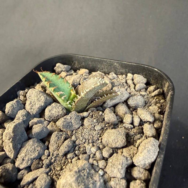 アガベ チタノタ 氷雹（ひょうひょう)子株 ⑧ | HANDS PLANTS