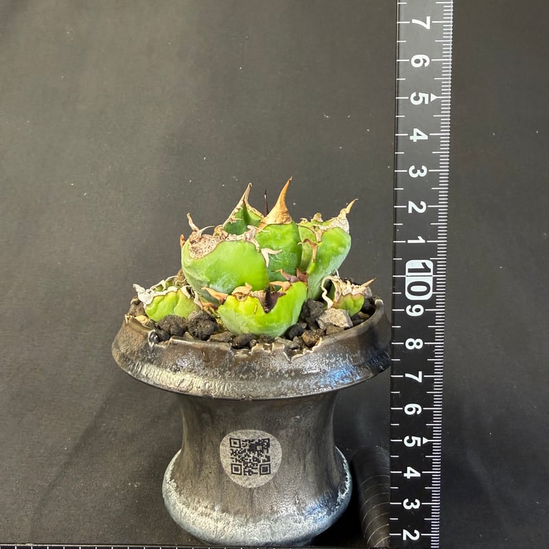 アガベ チタノタ 魔丸 鉢 64 | HANDS PLANTS