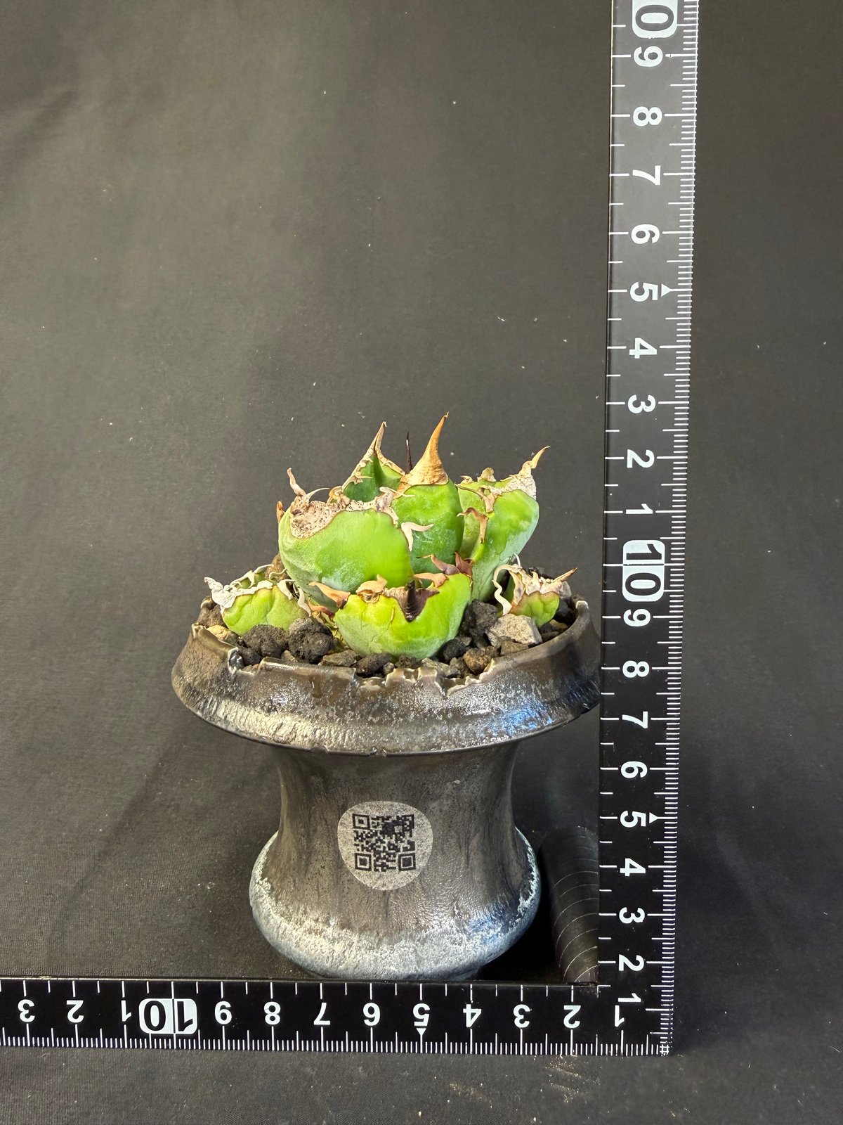 アガベ チタノタ 魔丸 鉢 64 | HANDS PLANTS