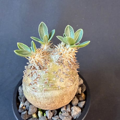 パキポディウム属 品種不明 発根済 良型 塊根植物   158