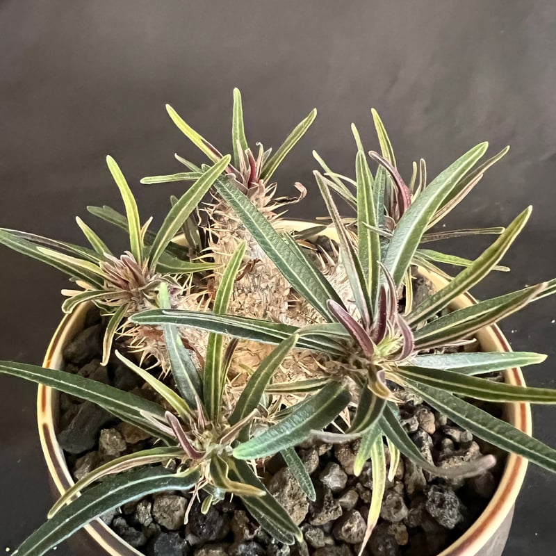 パキポディウム グラキリス多頭 実生株 | HANDS PLANTS