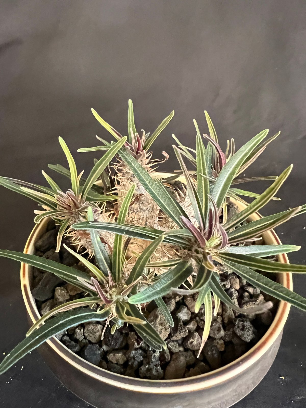 パキポディウム グラキリス多頭 実生株 | HANDS PLANTS