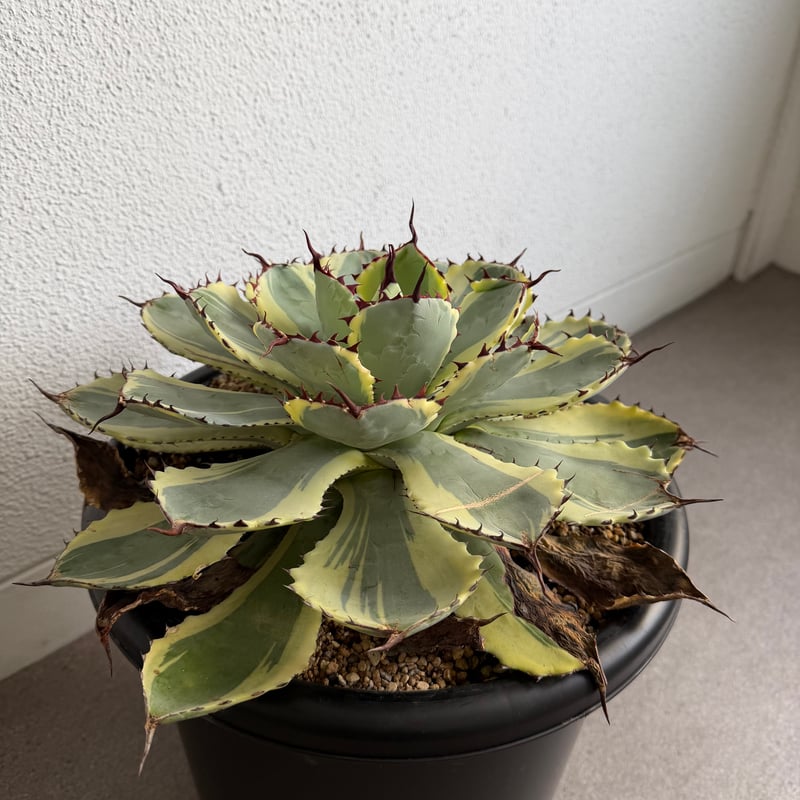 アガベ 吉祥冠錦 大株G | HANDS PLANTS