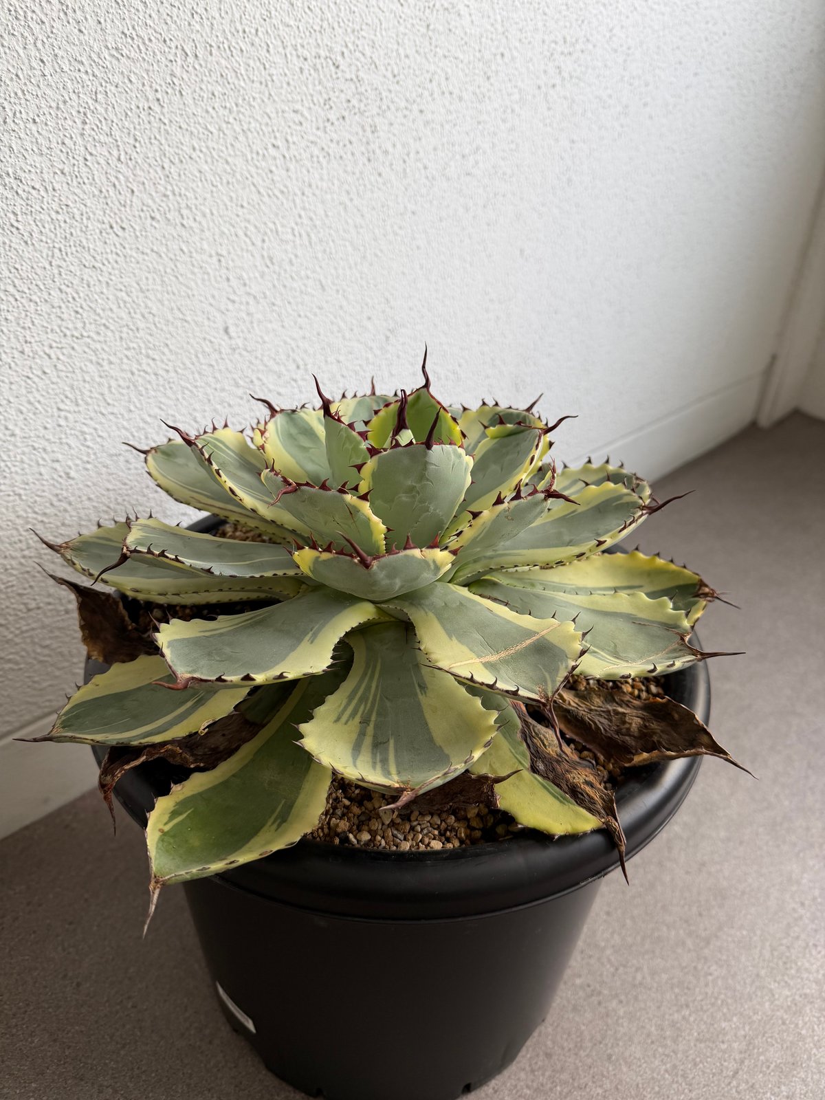 アガベ 吉祥冠錦 大株G | HANDS PLANTS