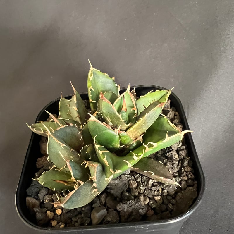 み*）様 多肉植物・アガベ・チタノタ・【特選】オルカ天芽・斑入り コレクション株 み*）様 多肉植物・アガベ・チタノタ・【特選】オルカ天芽