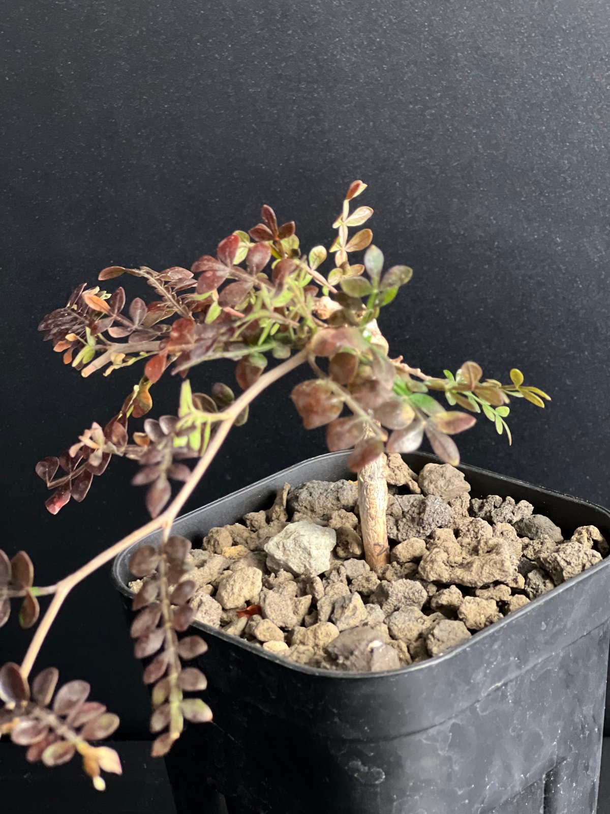 オペルクリカリア パキプス 実生株 J | HANDS PLANTS