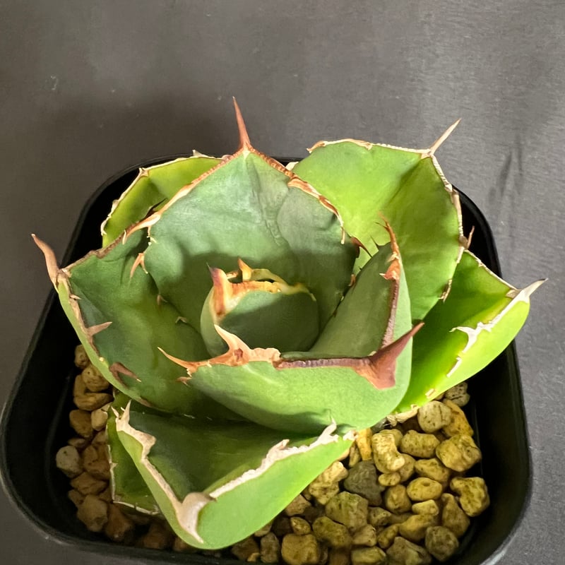 アガベ チタノタ ジャガーノート 1033 | HANDS PLANTS