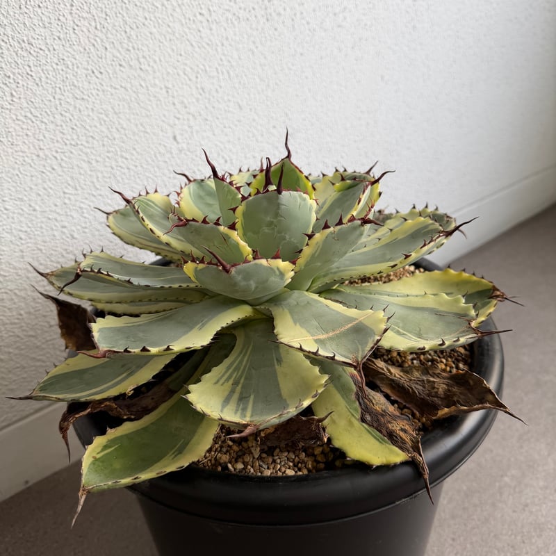 アガベ 吉祥冠錦 大株G | HANDS PLANTS