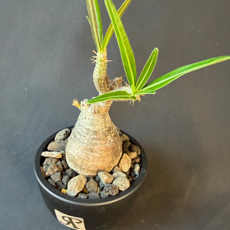 パキポディウムグラキリス 現地株 発根済み 陶器鉢 158 | HANDS PLANTS