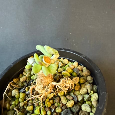 ケラリアピグマエア実生  25 ①