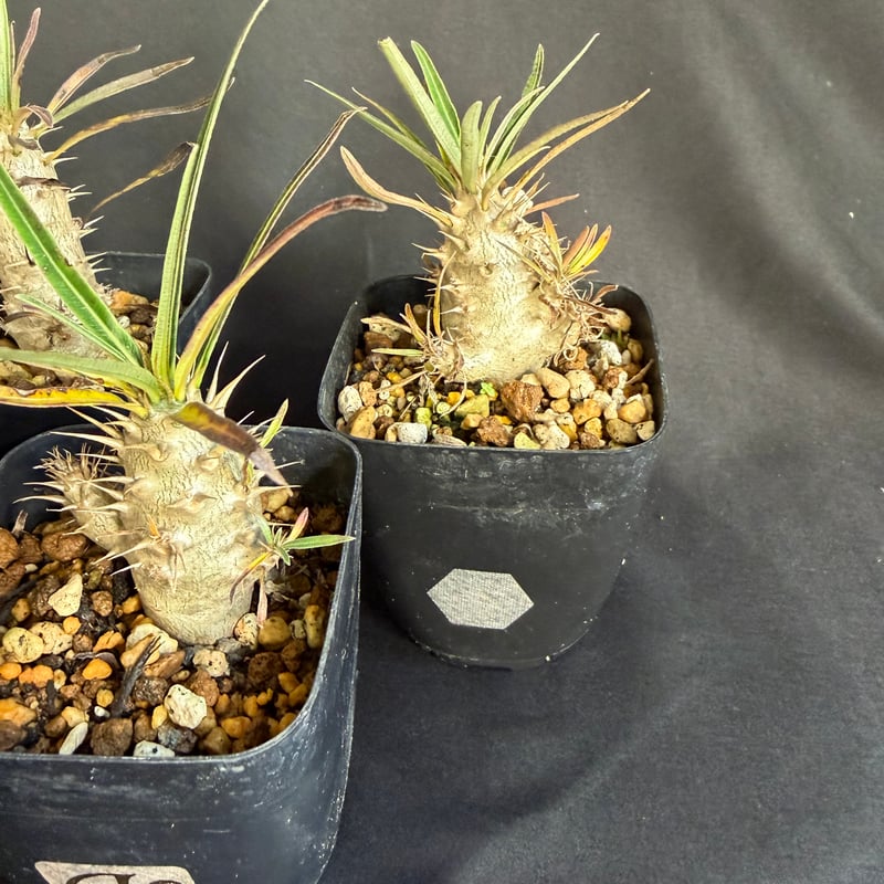 グラキリス 実生 5株セット ②G | HANDS PLANTS