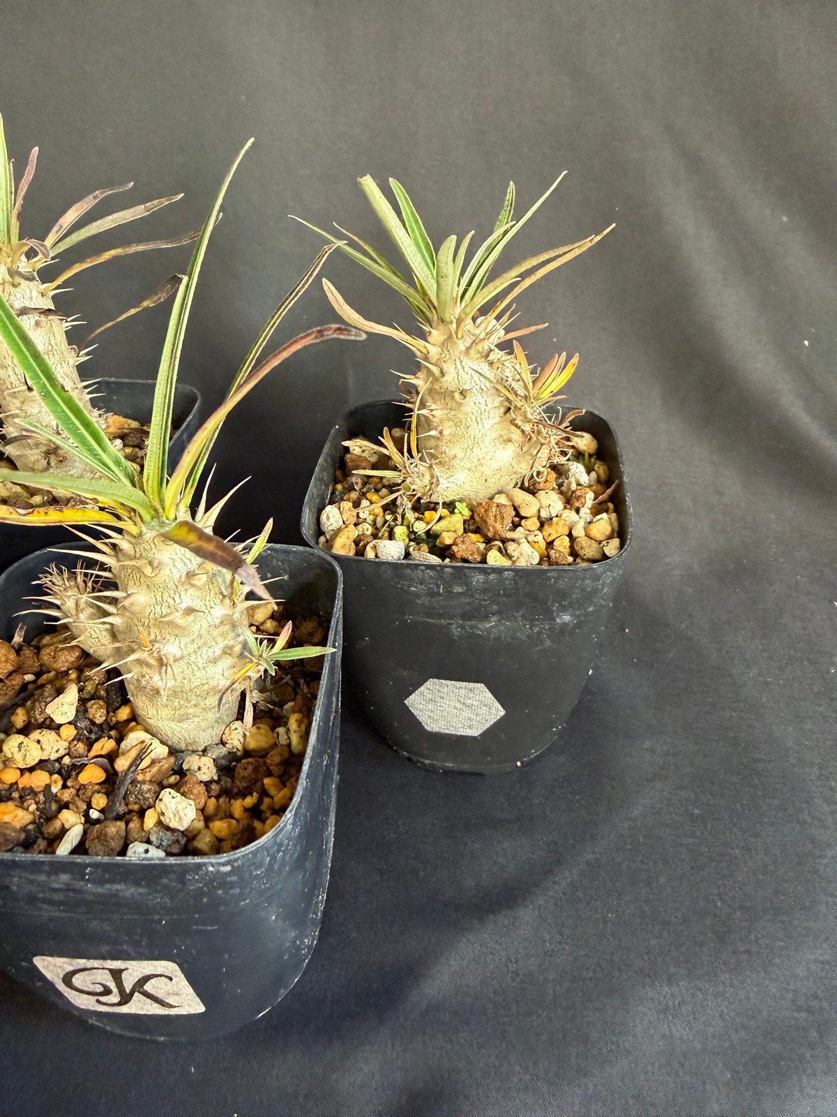 グラキリス 実生 5株セット ②G | HANDS PLANTS