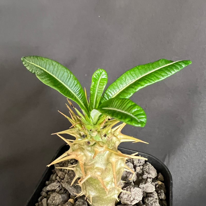 パキポディウム・アンボンゲンセ実生 ④ | HANDS PLANTS