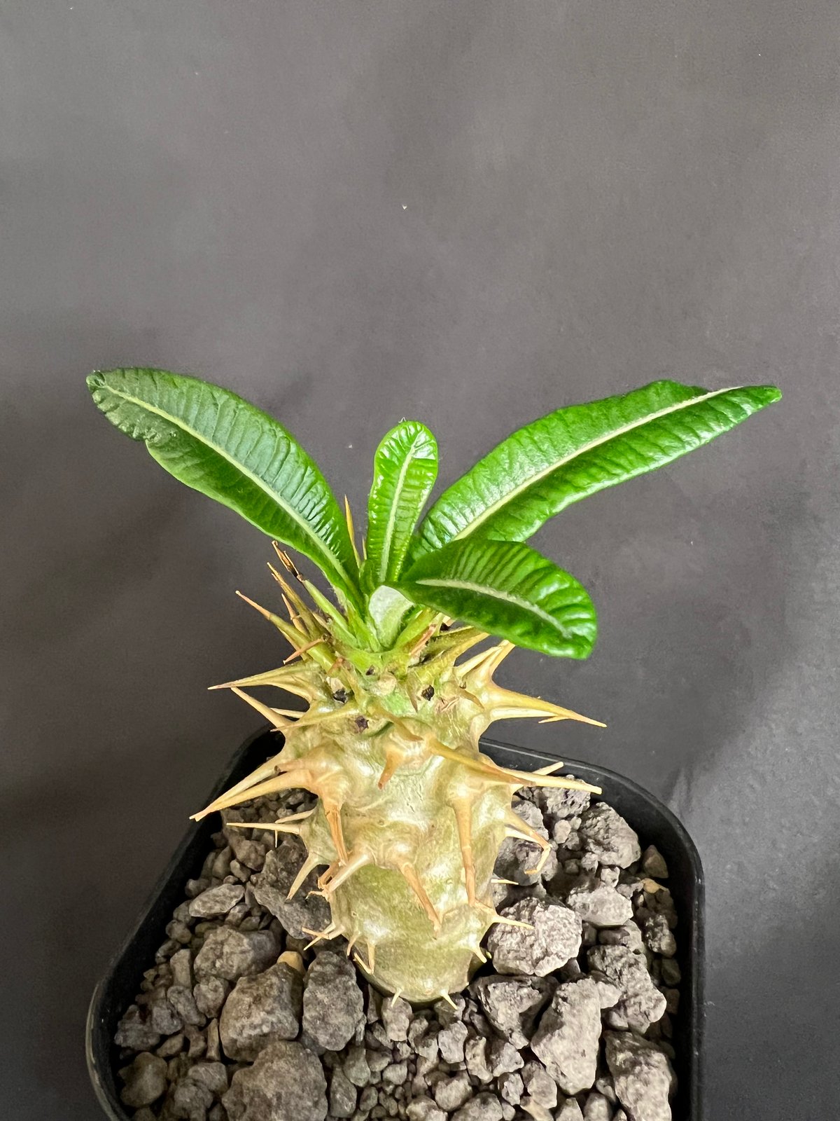 パキポディウム・アンボンゲンセ実生 ④ | HANDS PLANTS