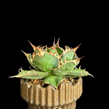 アガベシーザー | STORES