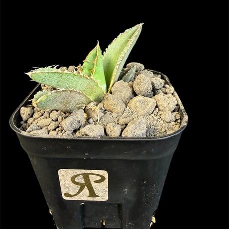 アガベ麻花龍 | STORES