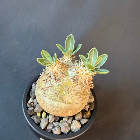 パキポディウム属 品種不明 発根済 良型 塊根植物   158