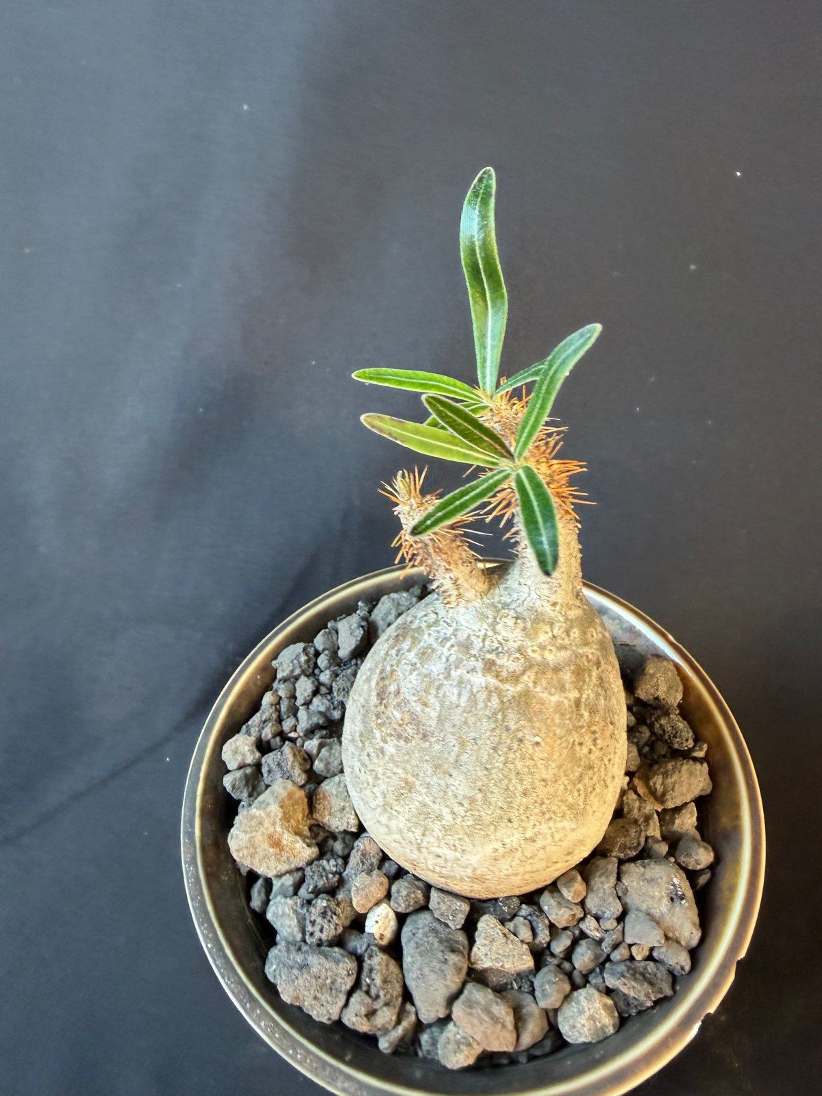 パキポディウムグラキリス 現地株 発根済み 陶器鉢 T22 | HANDS PLANTS
