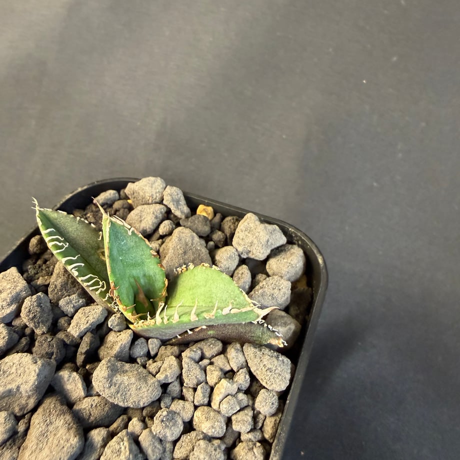 69a1034ab2945339fe480b63