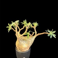 パキポディウムグラキリス 現地株　発根済　大株am270