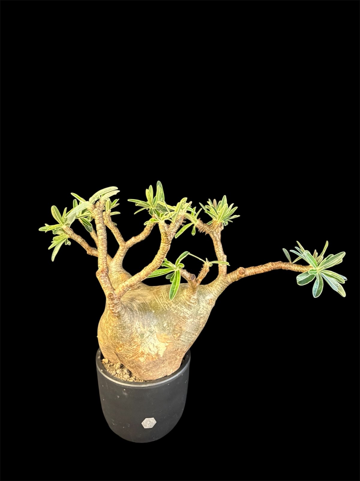 パキポディウムグラキリス 現地株 発根済 大株m298 | HANDS PLANTS