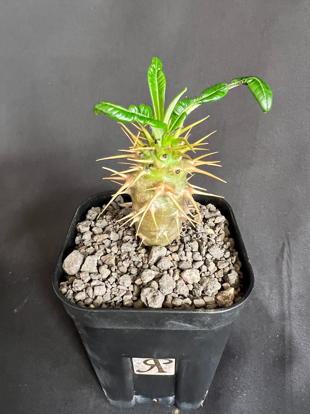 パキポディウム・アンボンゲンセ実生 | HANDS PLANTS