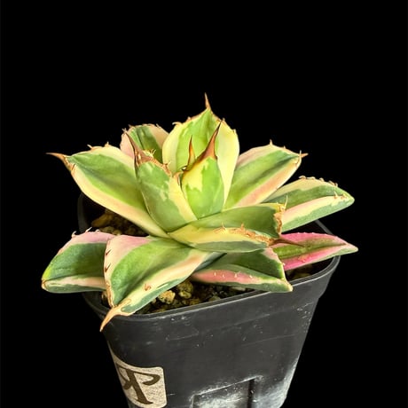 スナグルトゥース | STORES