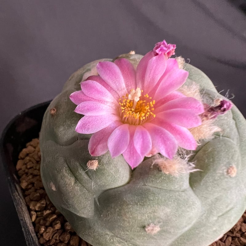 サボテン🌵ロフォフォラ銀冠玉 | HANDS PLANTS