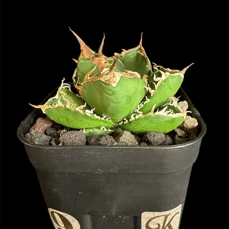 アガベsad | STORES