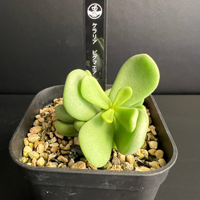 ケラリア ピグマエア 実生株 実生株 ケラリア ピグマエア