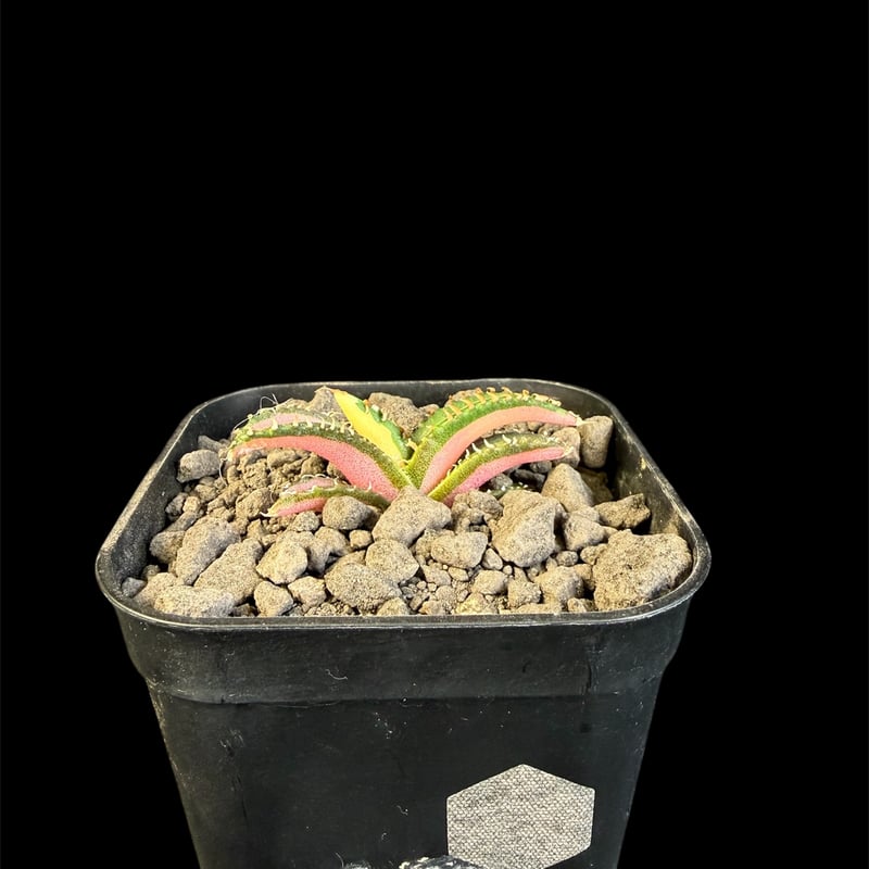 アガベ チタノタ 白豪刺中斑錦明錦 ⑥ | HANDS PLANTS