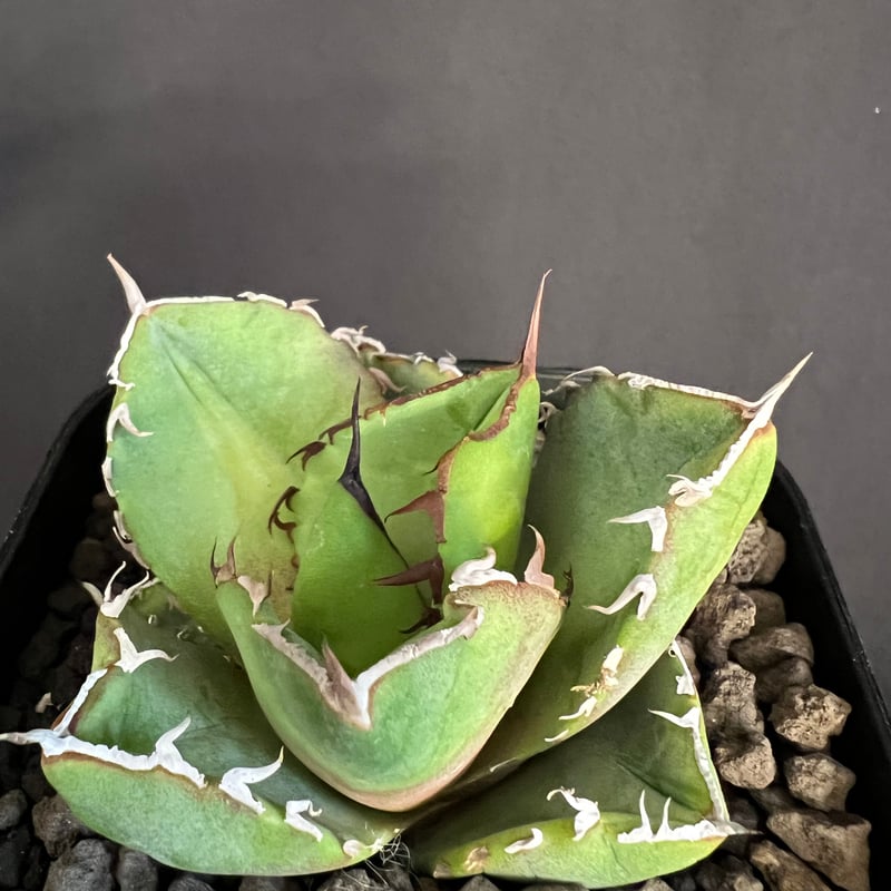 アガベ チタノタ 窮奇 アガベ チタノタ 窮奇 | HANDS PLANTS