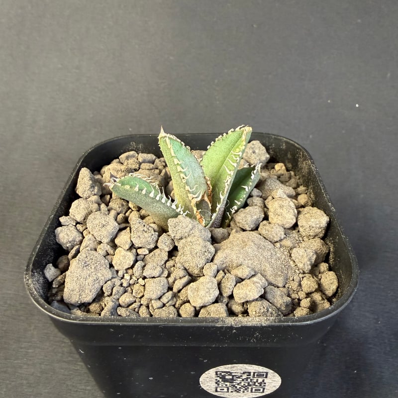 アガベ チタノタ 鰐亀（ワニガメ）子株 | HANDS PLANTS