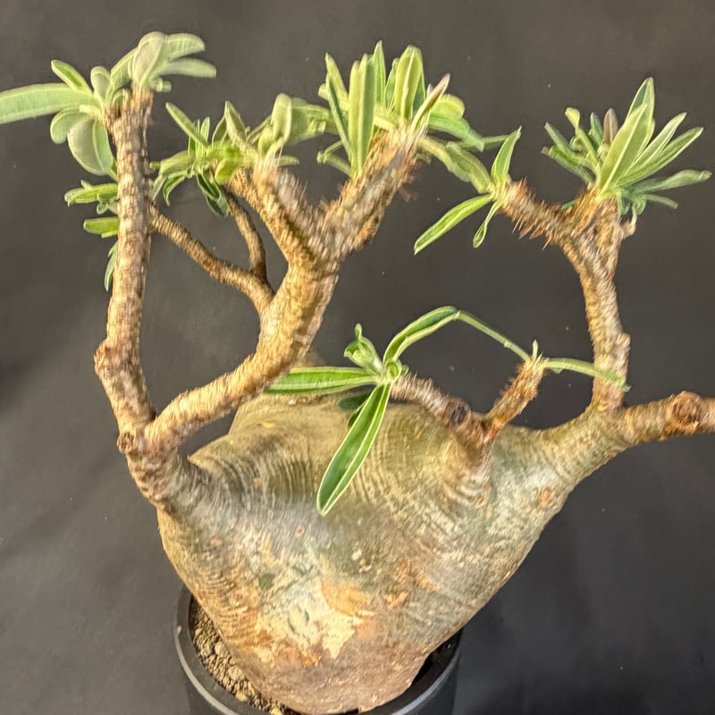 パキポディウムグラキリス 現地株 発根済 大株m298 | HANDS PLANTS