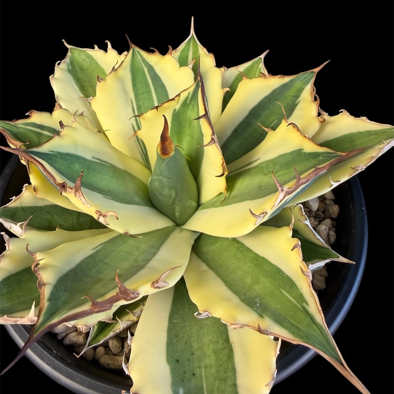 アガベ チタノタ スナグルトゥース 5号 88 | HANDS PLANTS