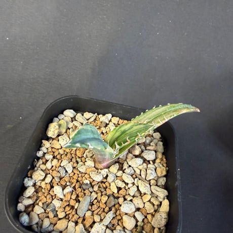 アガベ　チタノタ　白鯨錦　⑧