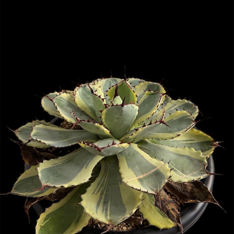 アガベ 吉祥冠錦 大株G | HANDS PLANTS