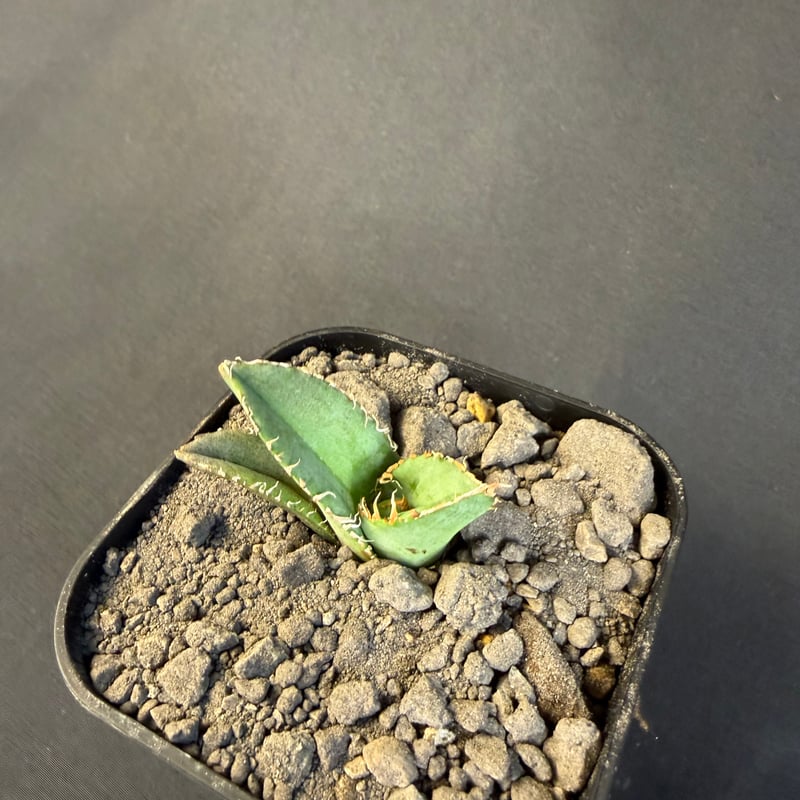 アガベ チタノタ 麻花龍（まかりゅう) 9 | HANDS PLANTS