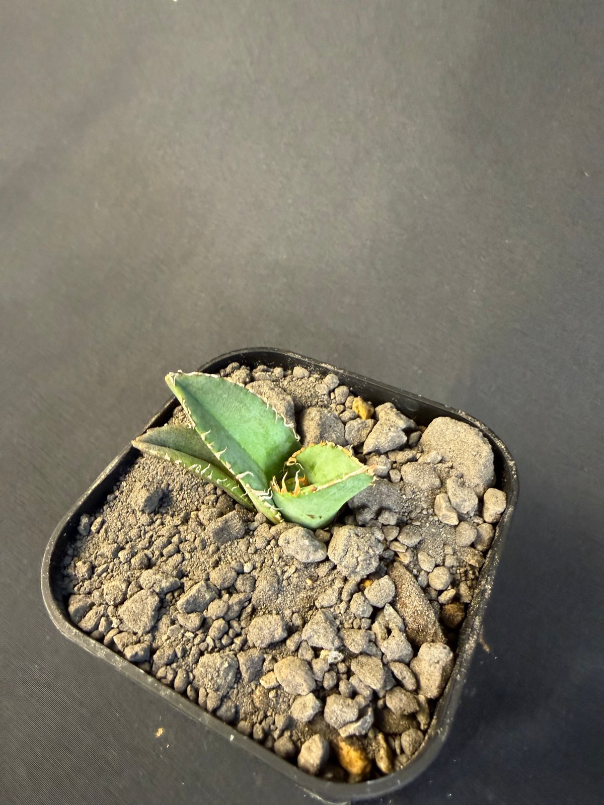 アガベ チタノタ 麻花龍（まかりゅう) 9 | HANDS PLANTS