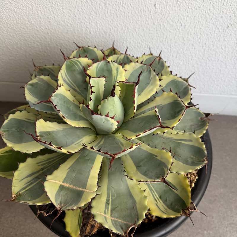 アガベ　吉祥冠錦　特大株（子株付き） アガベ 吉祥冠錦 大株G | HANDS PLANTS