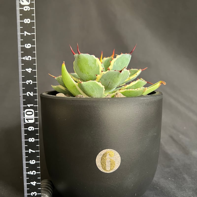 アガベ 吉祥冠錦 | HANDS PLANTS