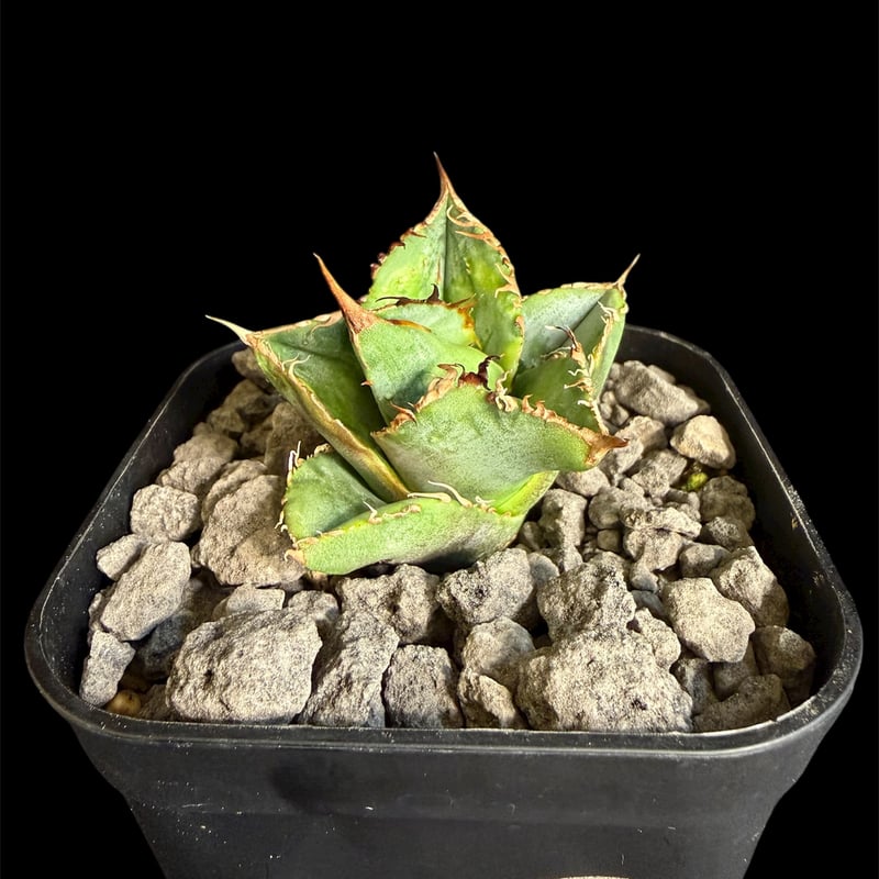 アガベ チタノタ オテロイ 豆豆龍 トトロ ブツブツ 極上株 5 アガベ