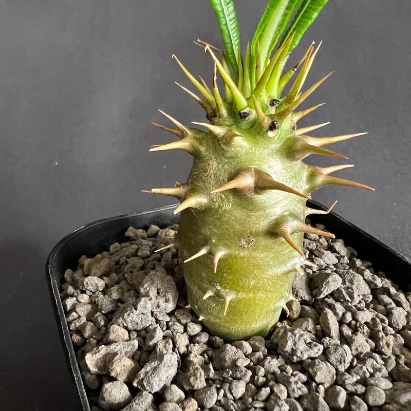 EMP パキポディウム アンボンゲンセ 実生 / 2本棘 確認済 Pa65 EMP パキポディウム アンボンゲンセ 実生 / 2本棘 確認済 Pa65 EMP