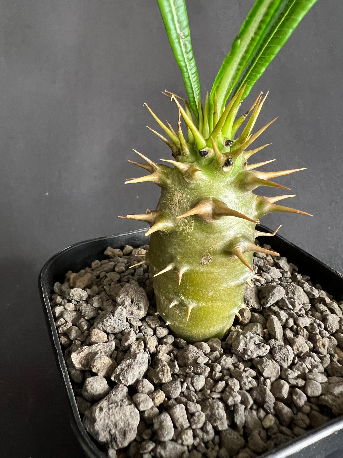 【実生】パキポディウム アンボンゲンセ ② 新しく入手した実生のアンボンゲンセ ②🪴 何年も先だけど花